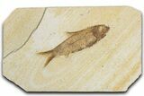 Detailed Fossil Fish (Knightia) - Wyoming #355618-1